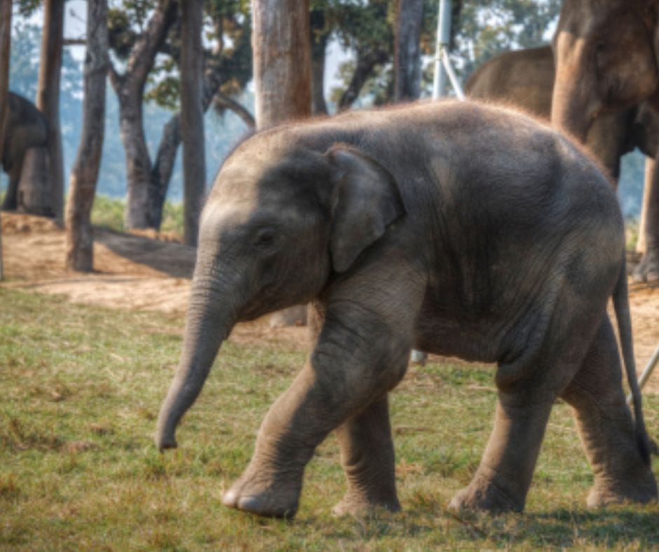 PARK NARODOWY CHITWAN