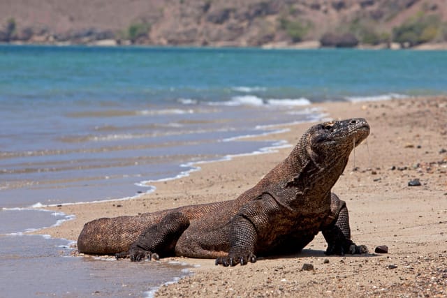 Bali + Komodo