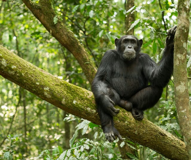 Uganda & Rwanda 14 dni