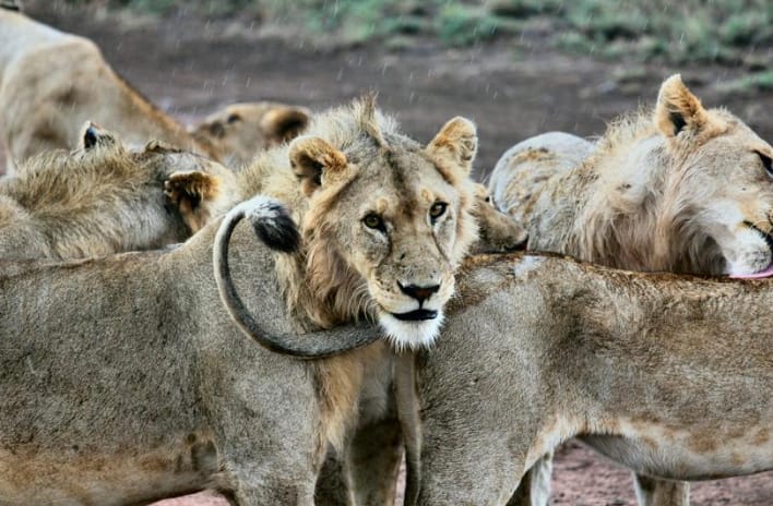 SAFARI W TARANGIRE