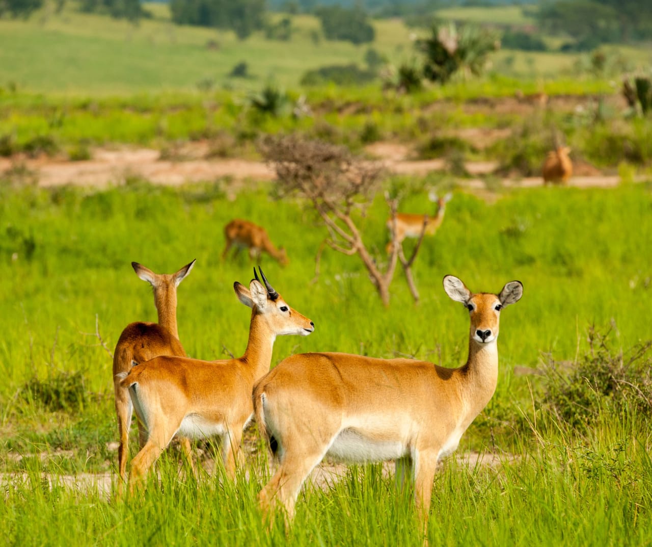 SAFARI I WODOSPAD MURCHISON