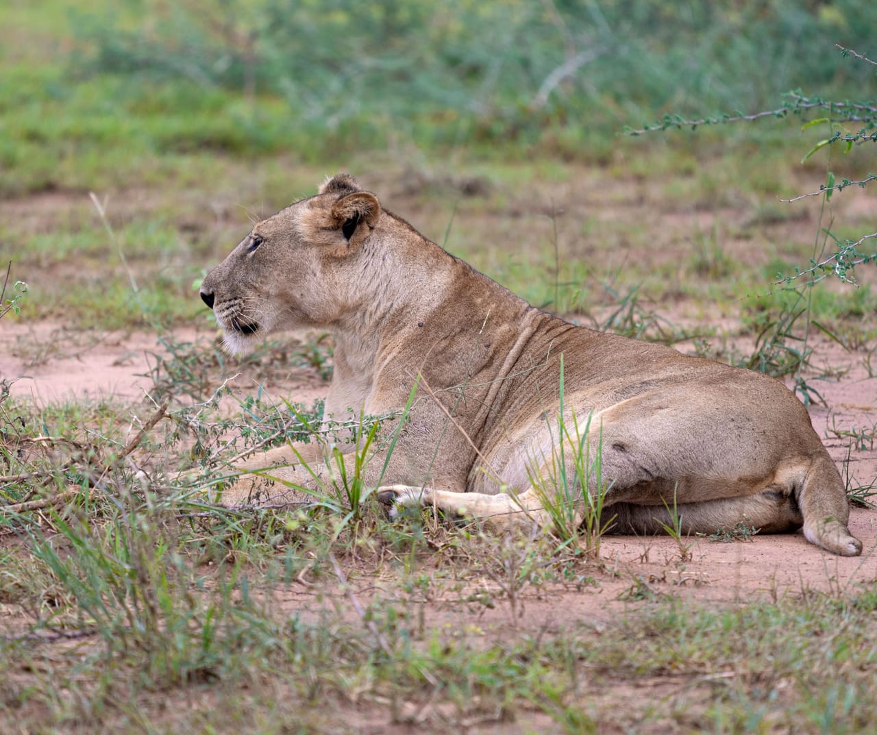 SAFARI I WODOSPAD MURCHISON