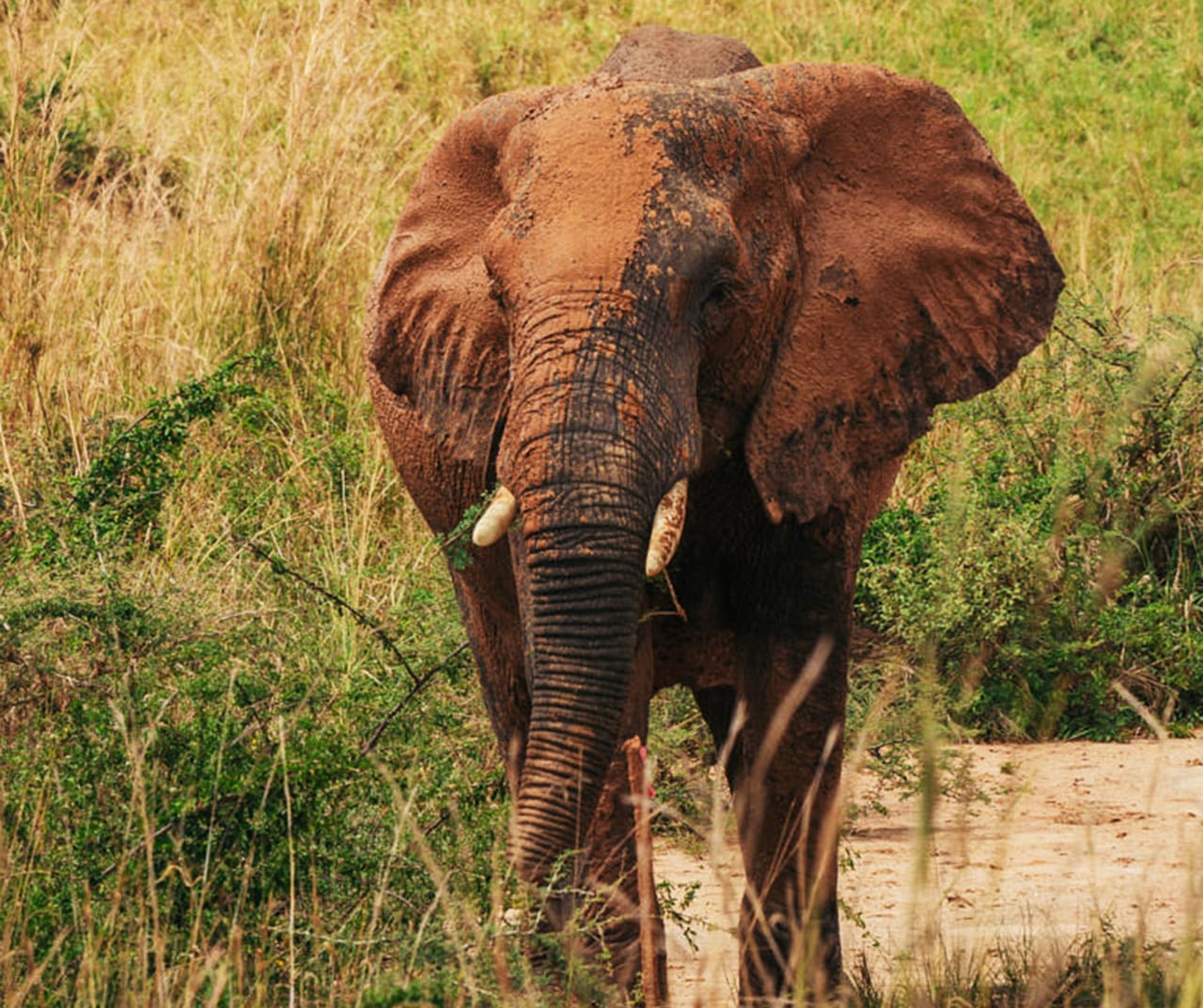 SAFARI I WODOSPAD MURCHISON
