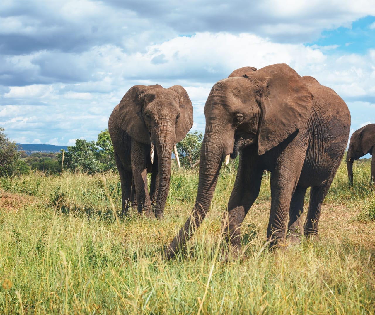 SAFARI W TARANGIRE