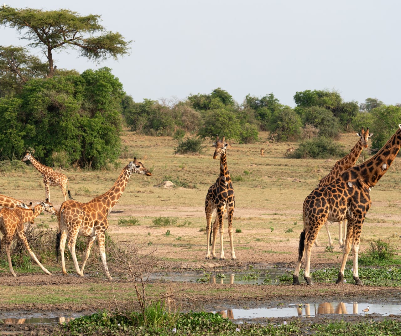 SAFARI I WODOSPAD MURCHISON