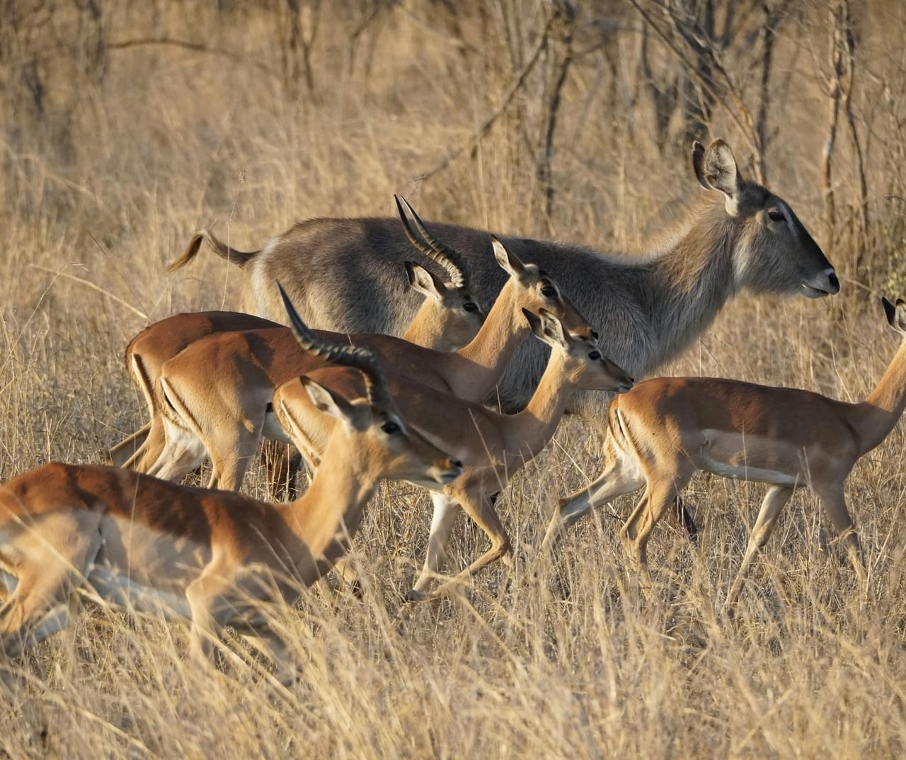 SAFARI W SERENGETI