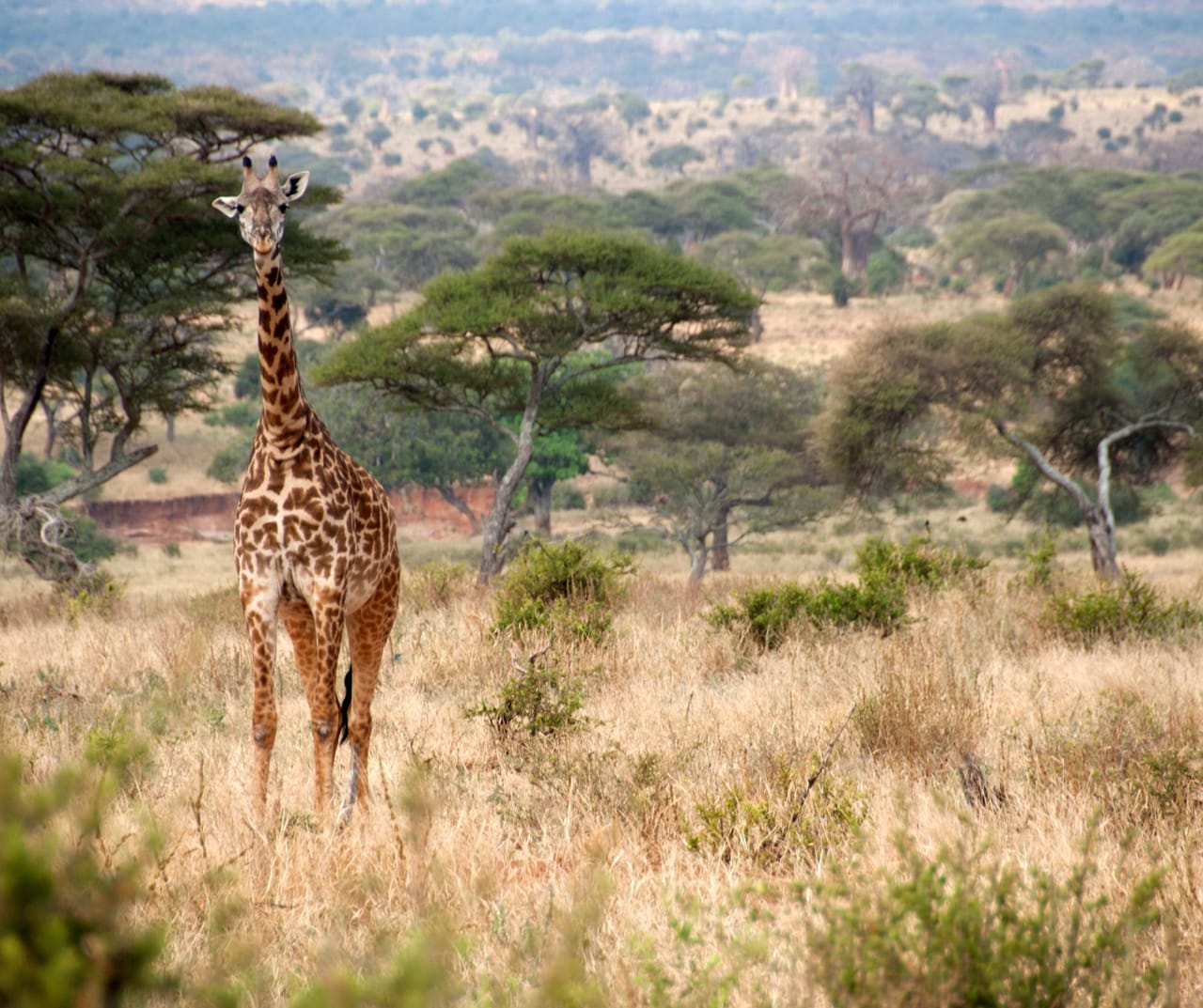 SAFARI W TARANGIRE