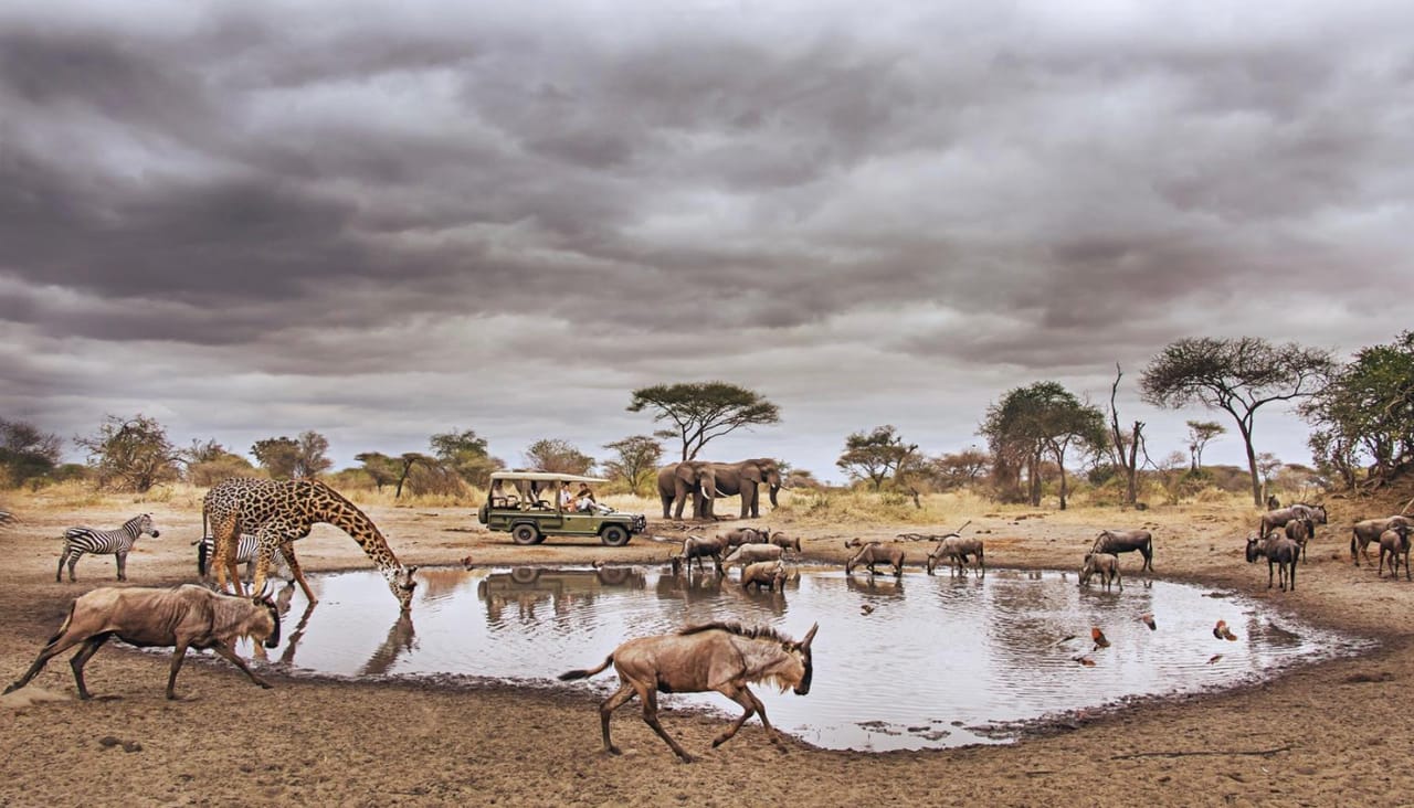 SAFARI W TARANGIRE