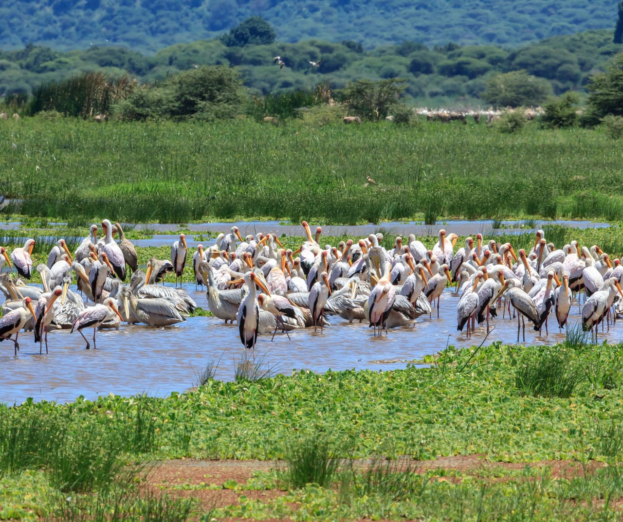 SAFARI W SERENGETI