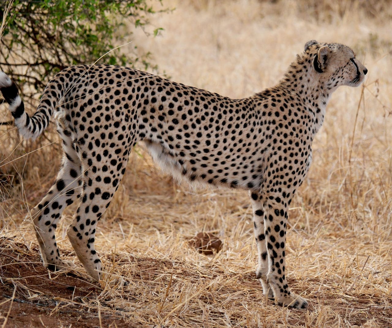 SERENGETI  PRZEJAZD DO NGORONGORO